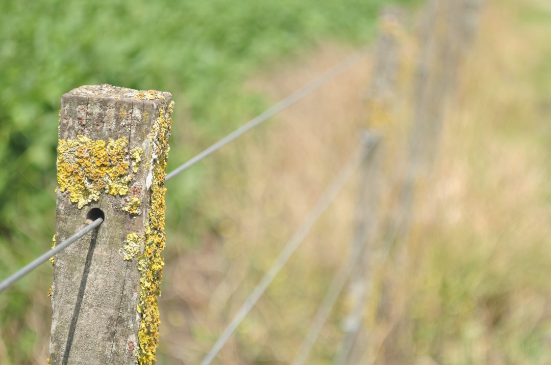 field fence
