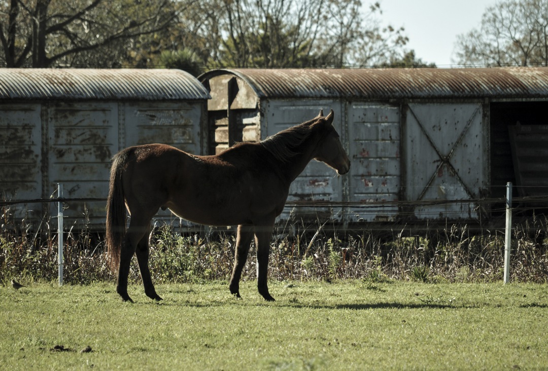 Rural Scene With A Horses on train station