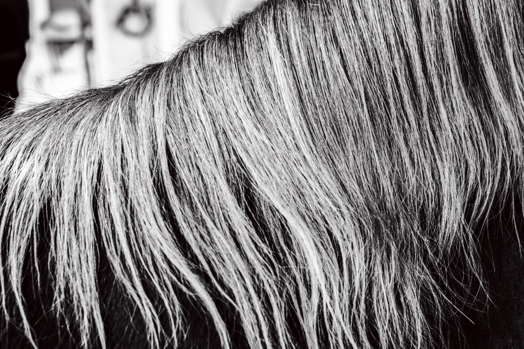 horse hair texture in black and white