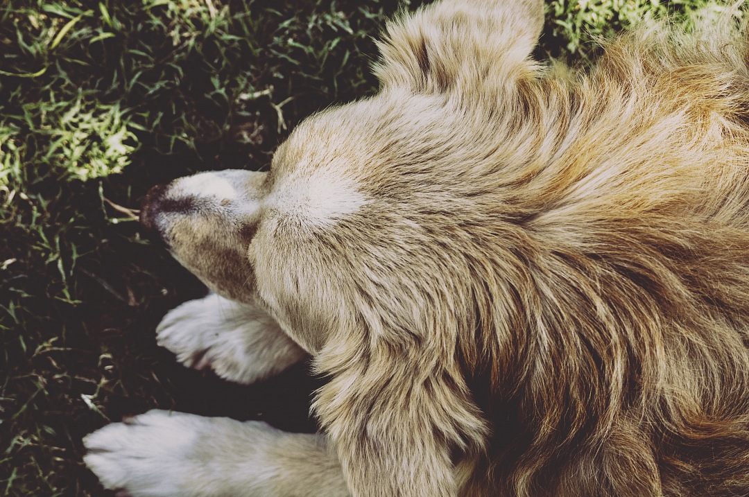 top view of blond dog resting on the grass