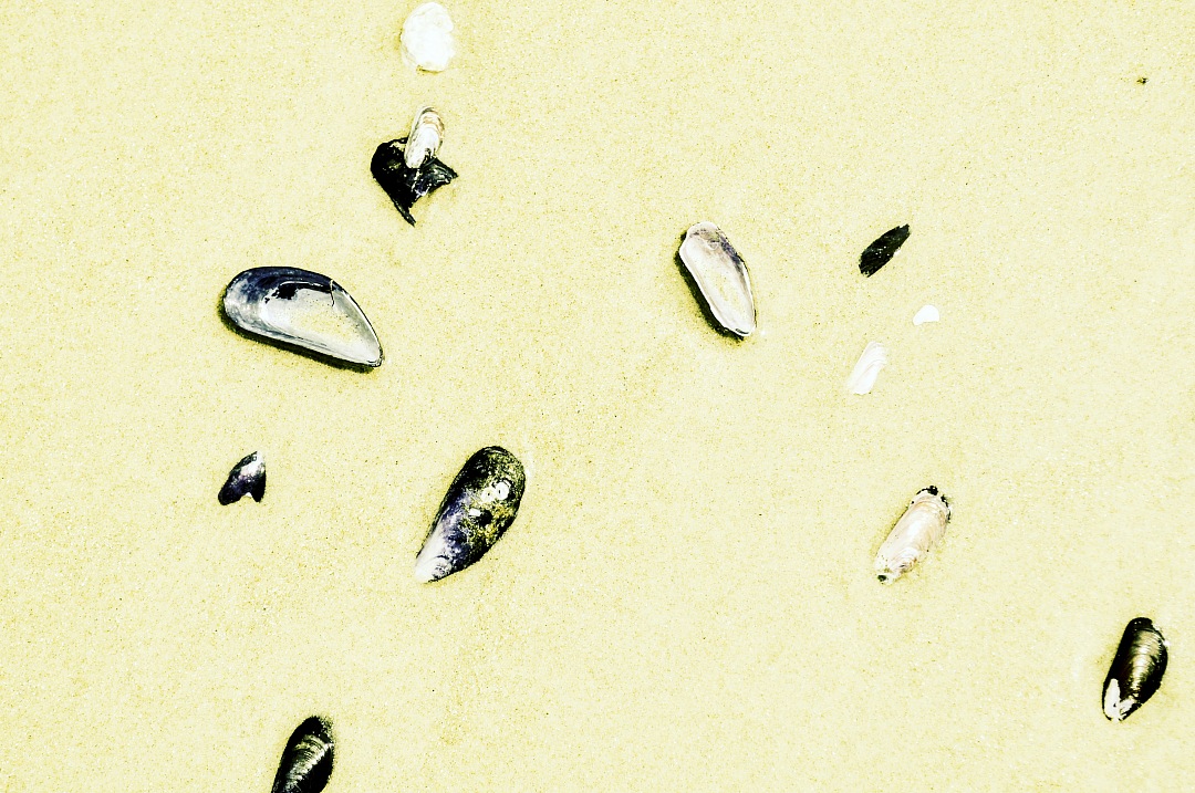 background of snails on the beach