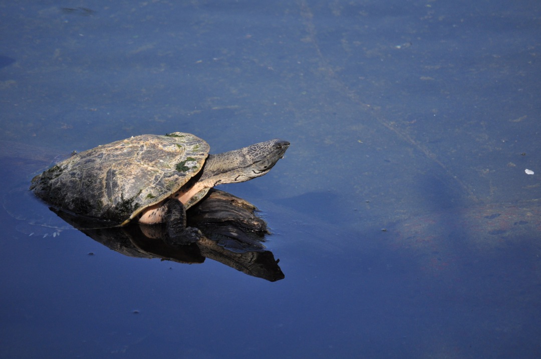 a turtle is sitting on top of a rock in the water