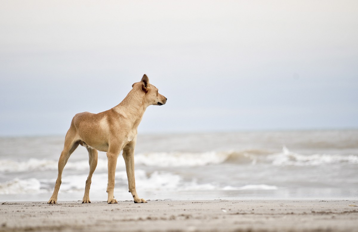 Photo design of a Dog on the beach with cloudy day