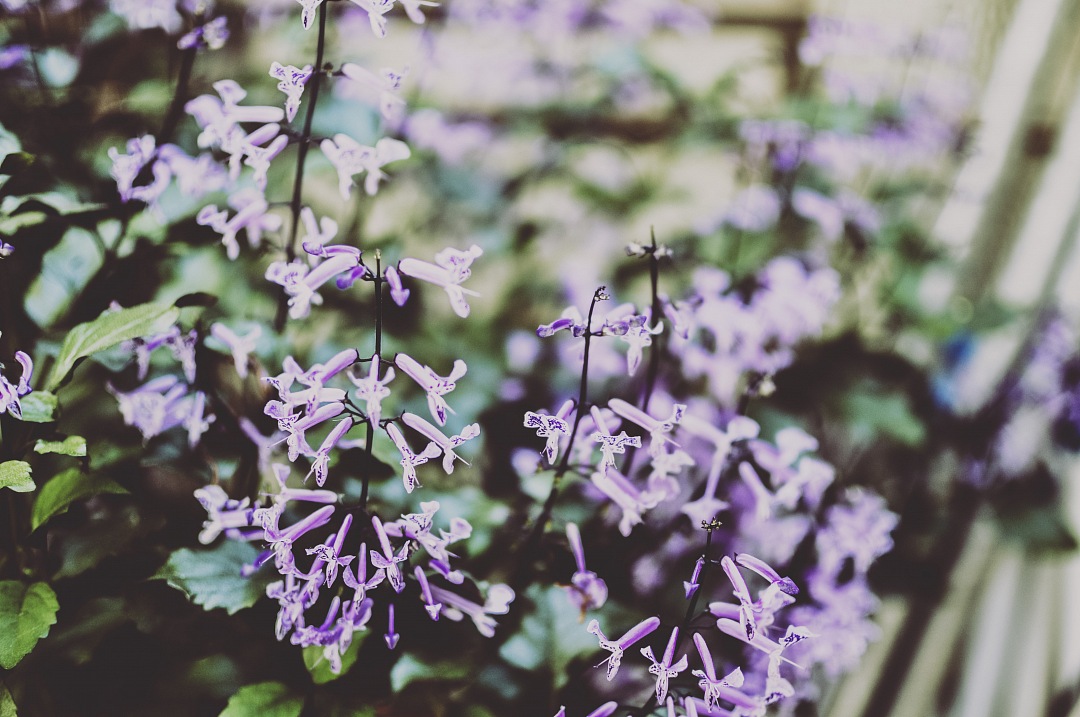 background of purple morning glory flower on garden