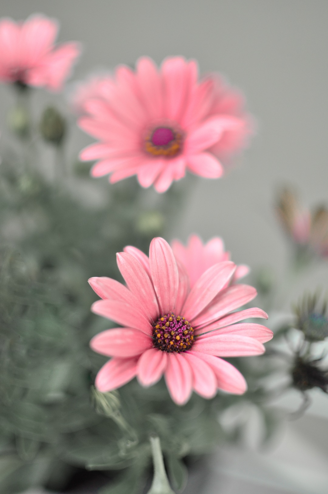 Purple Osteospermum