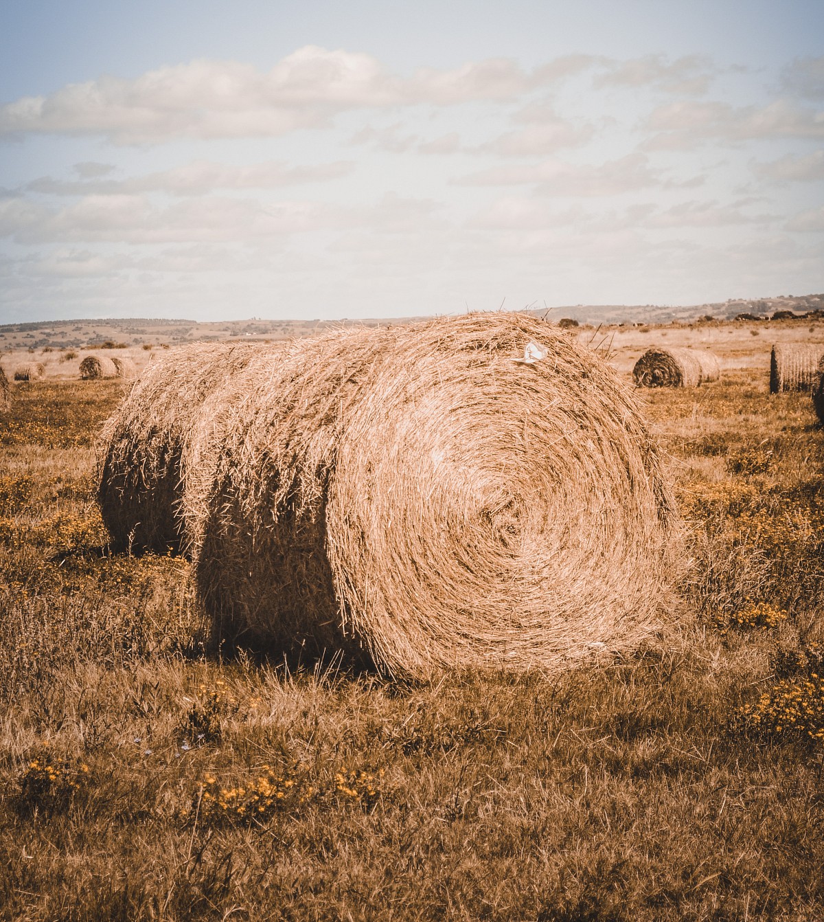 hay bales in a field