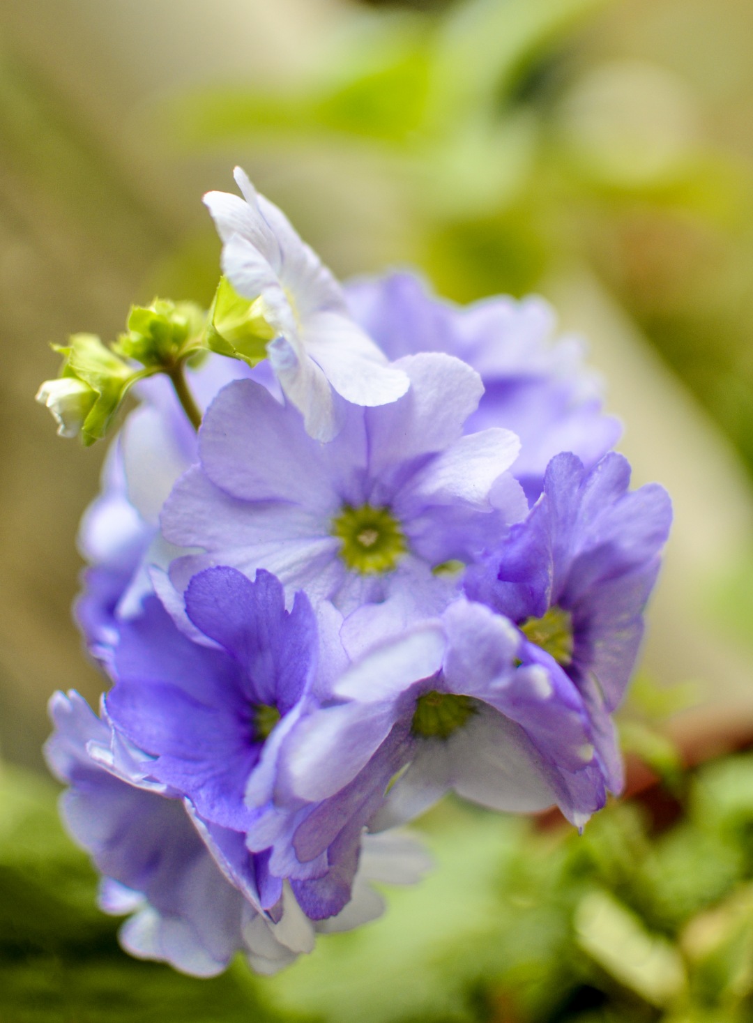Lilac flower