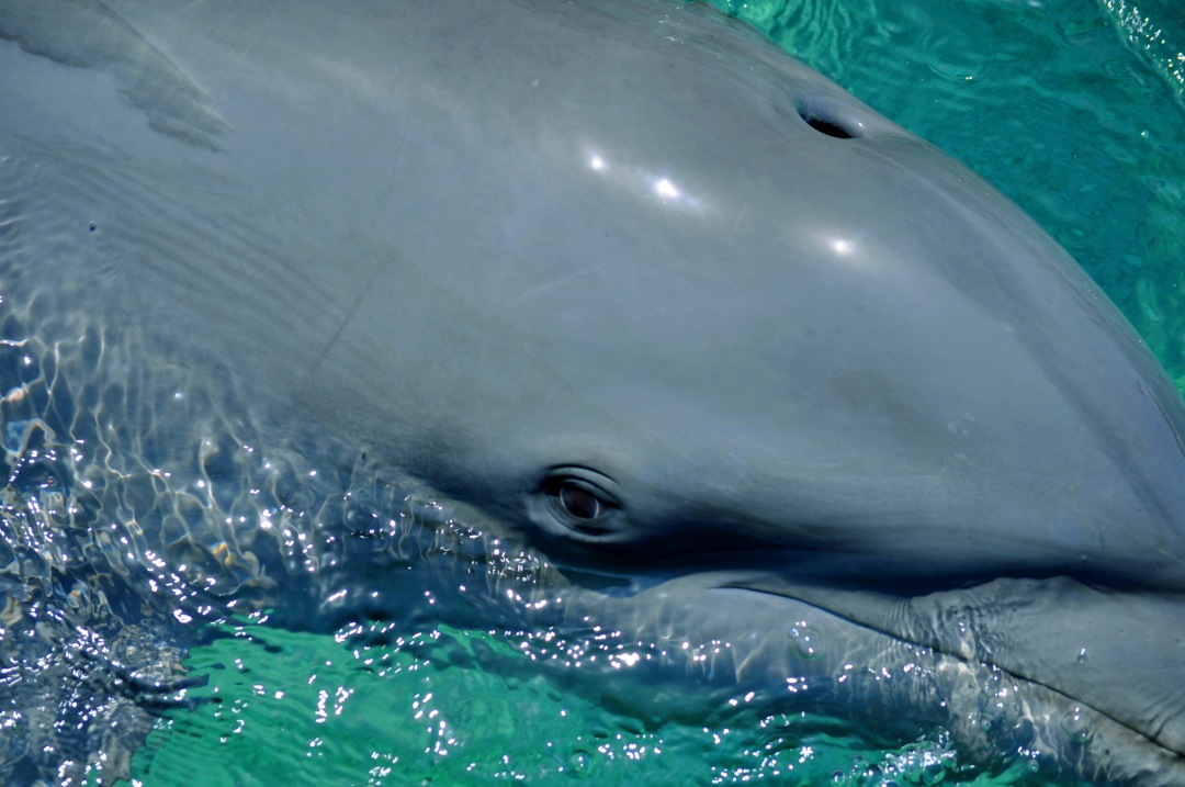 Dolphin eye