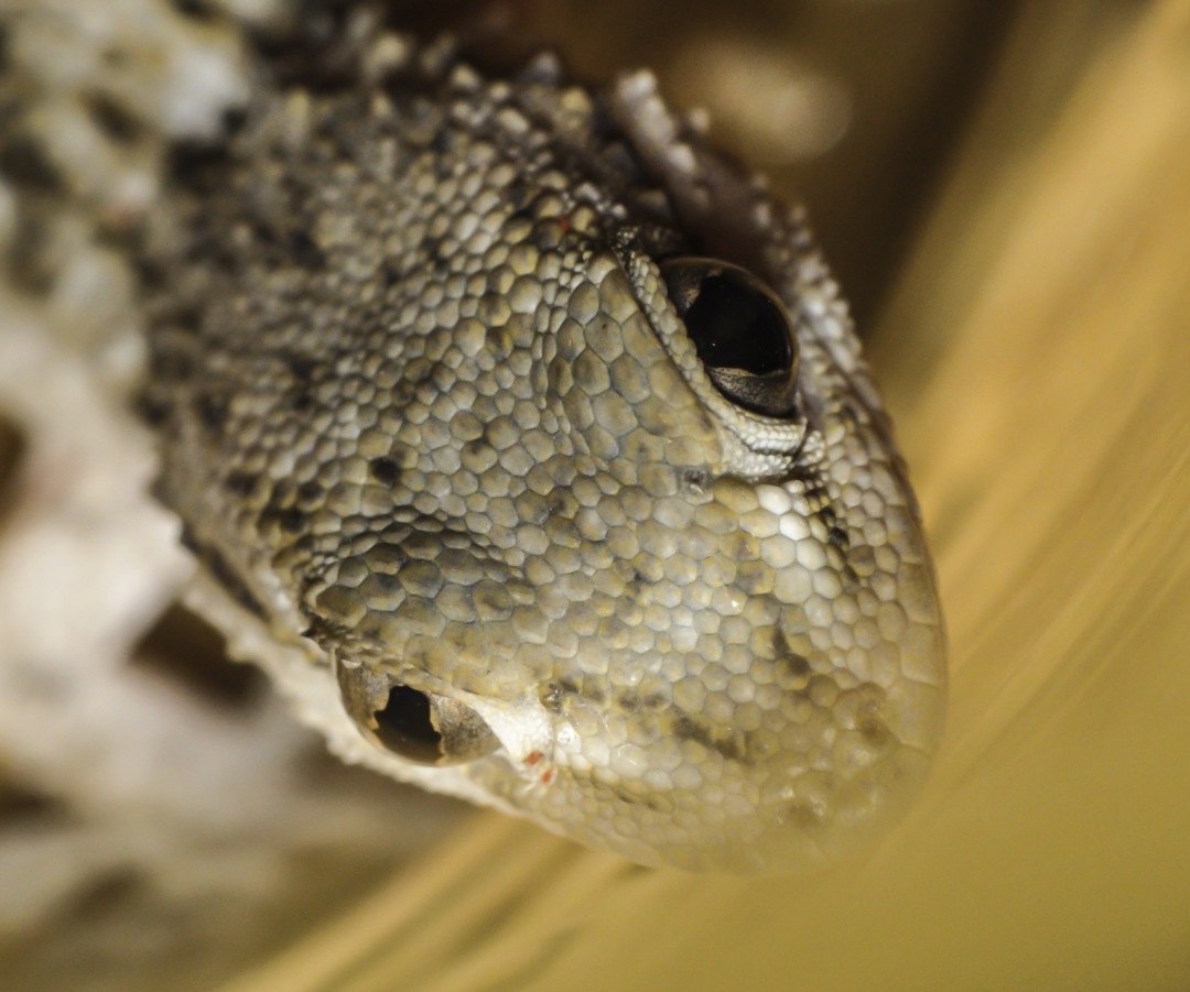 Reptile