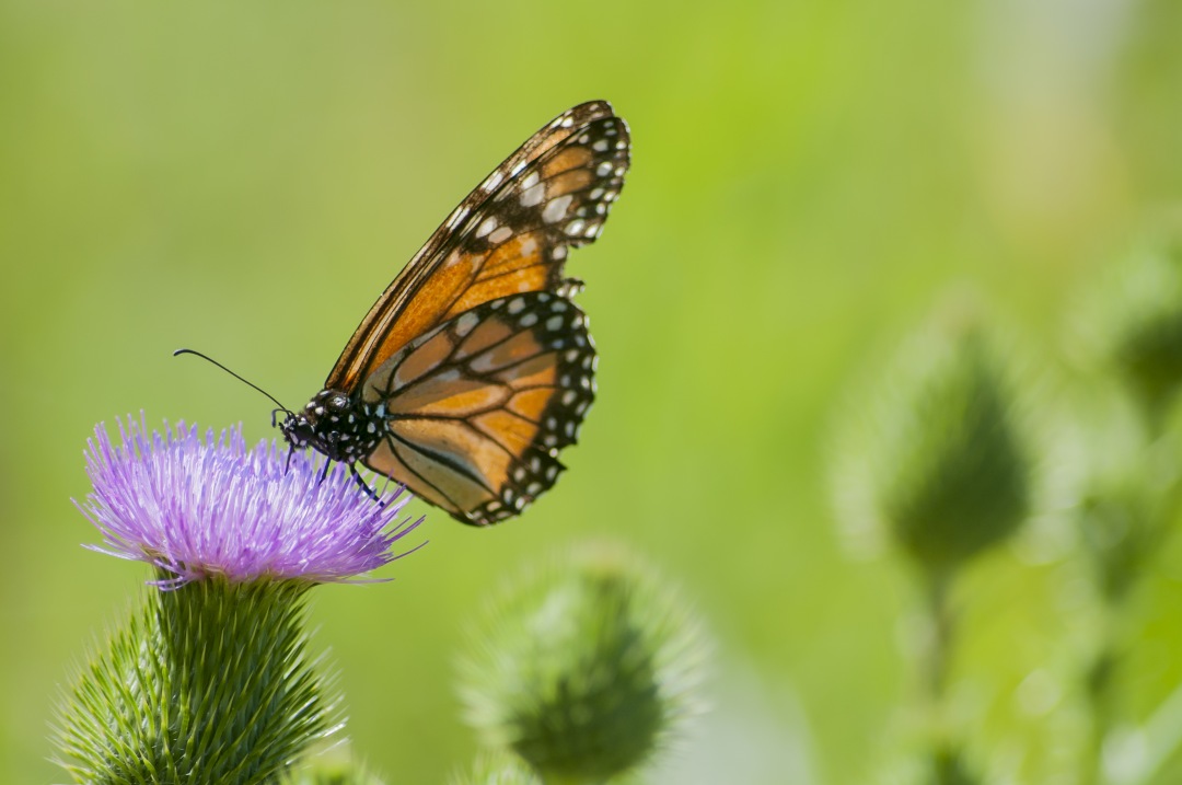  butterfly over purple flower