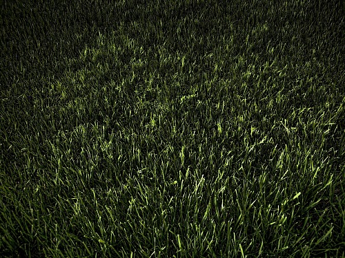 Green grass texture
