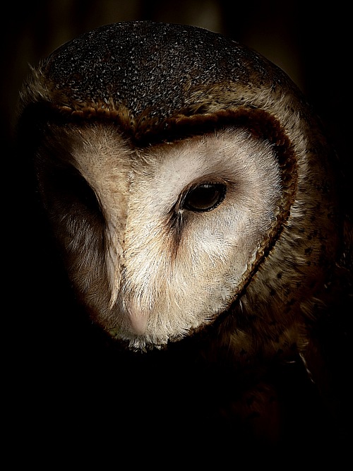 black background owl