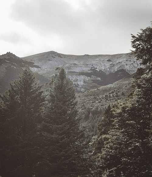 Mood green forest mountain landscape