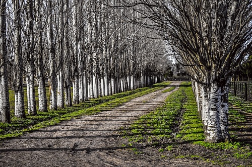 dirt road in rural landscape