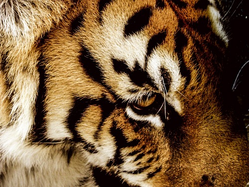 Feline Tiger Drama texture