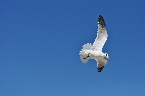 Seagull flying on blue sky with food