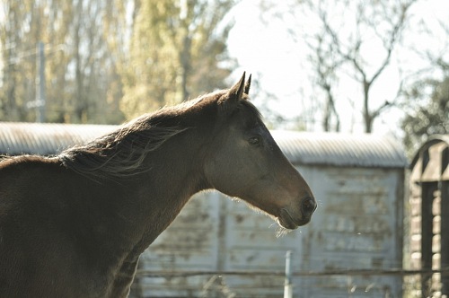 rural scene with a horse