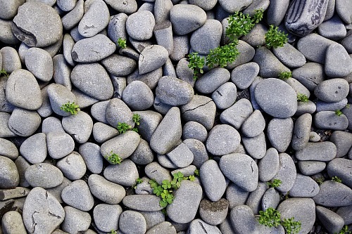 Texture many rounded stone