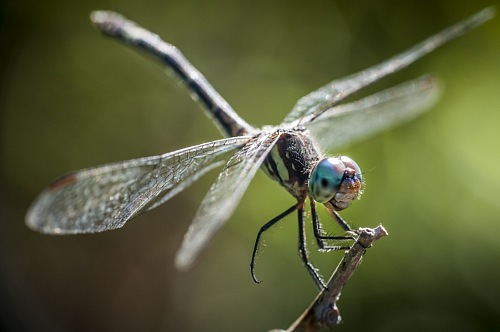 macro view of dragon-fly
