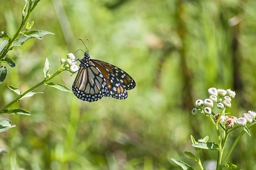 monarch butterfly over fruit flower