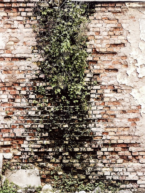 Texture Brick Wall