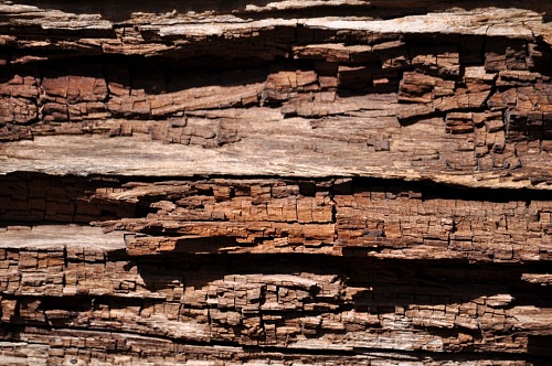 wood background tree