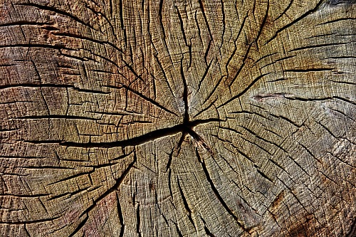 Texture wood of  broken trunk