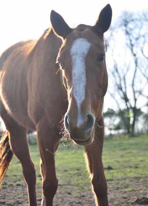 Horse