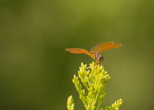 dragonfly insect on nature