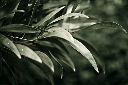 leaf nature freshness plant green color dark leaves close-up