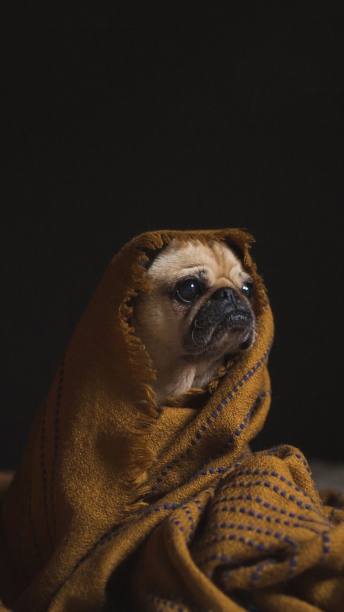 dog wrapped in a blanket