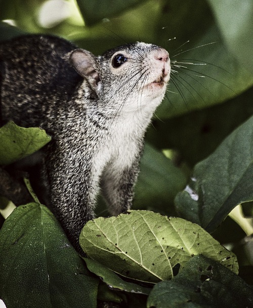 squirrel poke out tree leaves