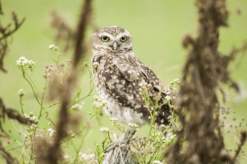 owl rest on green forest