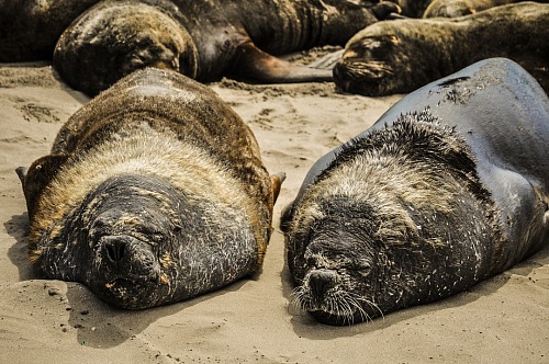 sea lions resting on a beach in South America