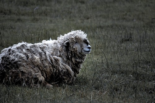 sheep resting on the grass of farm