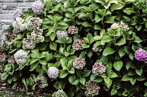 street Flowers background