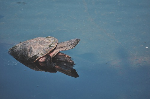 reflex river turtle