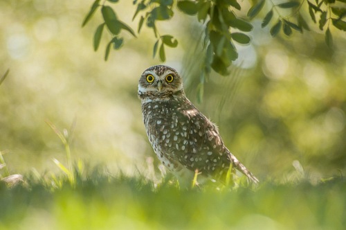 Owl surprise