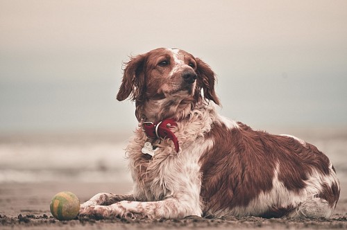 A dog resting by the beach with a ball