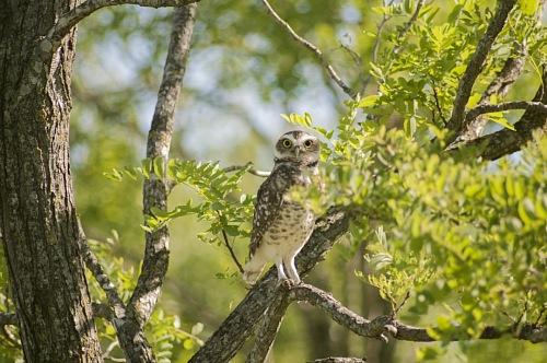 Owl