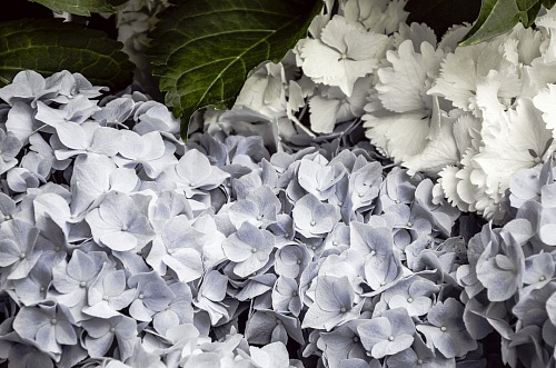 white flowers background