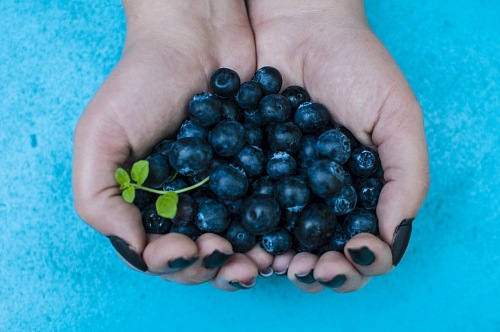 Blueberries on woman hand