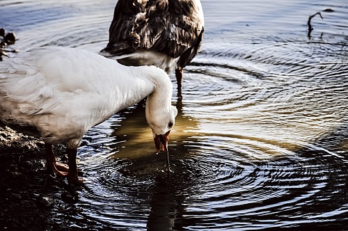 ducks drinking on a lake at Germany