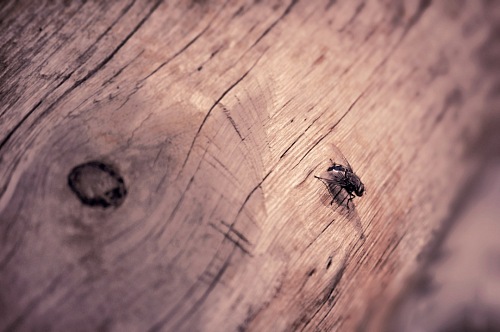 fly over tree trunk