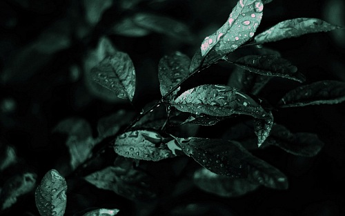 Nature Dark Leaves Macro Depth
