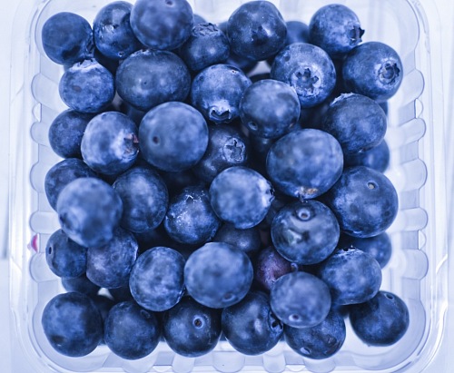 Ripe and juicy fresh picked blueberries
