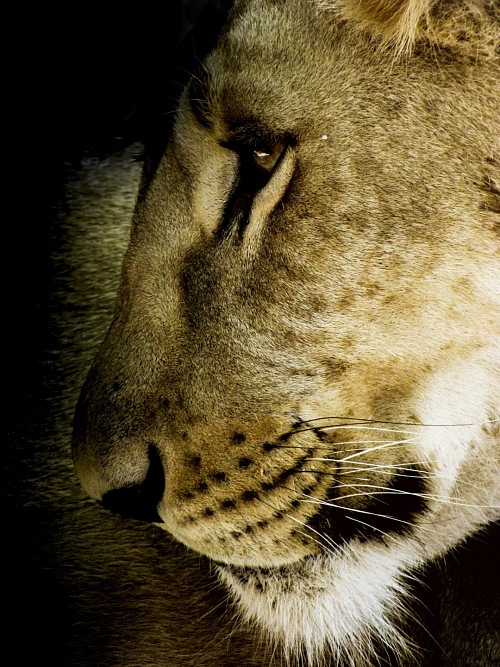 lioness side view