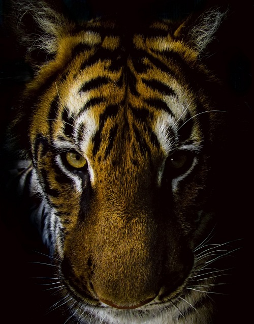 Front view of tiger with black background