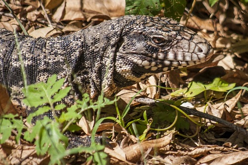 reptil