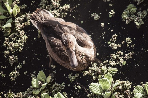 Duck on Black Lake